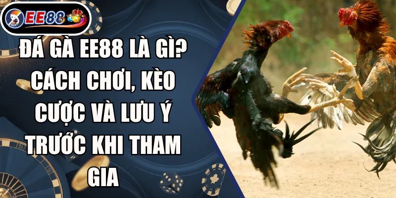 Đá Gà EE88 Là Gì? Cách Chơi, Kèo Cược Và Lưu Ý Trước Khi Tham Gia 6 Đá Gà EE88 Là Gì? Cách Chơi, Kèo Cược Và Lưu Ý Trước Khi Tham Gia
